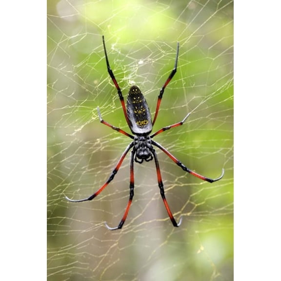 Close-up of a Golden Silk Orb-weaver, Andasibe-Mantadia National Park, Madagascar Poster Print by Panoramic Images (16 x 24)