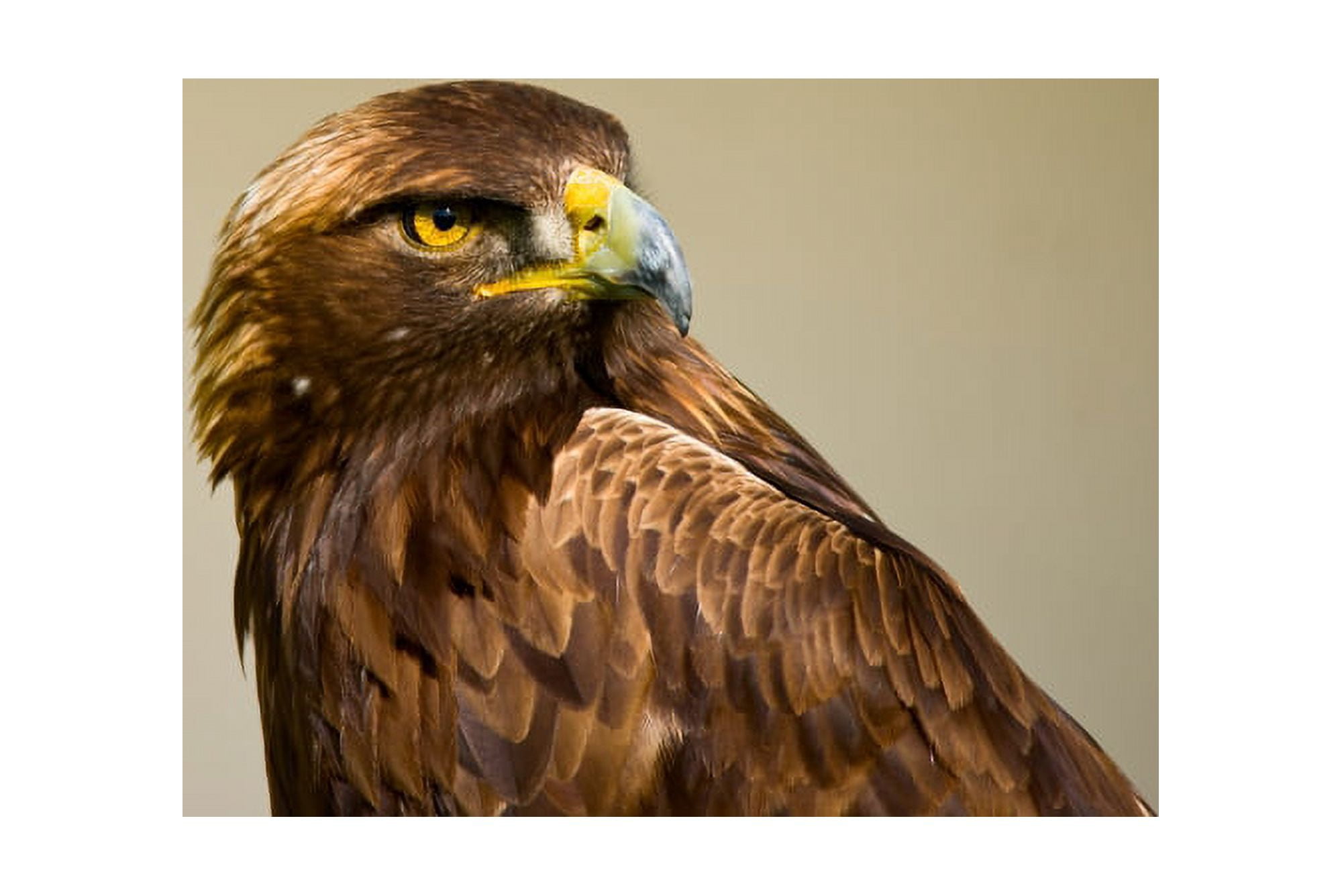 Close-up of a Golden eagle (Aquila chrysaetos) Canvas Art - Panoramic Images (36 x 12)