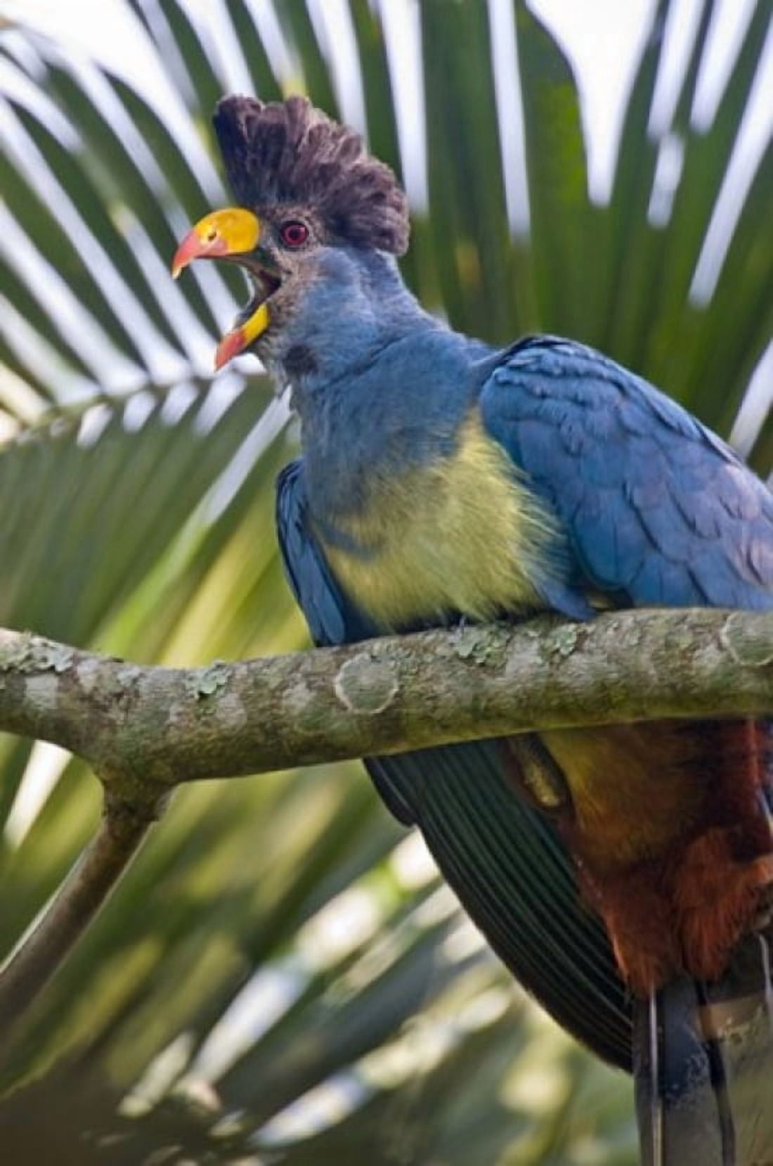 Close-up of a Great Blue turaco (Corythaeola cristata) calling Kibale National Park Uganda Canvas Art - Panoramic Images (16 x 24)