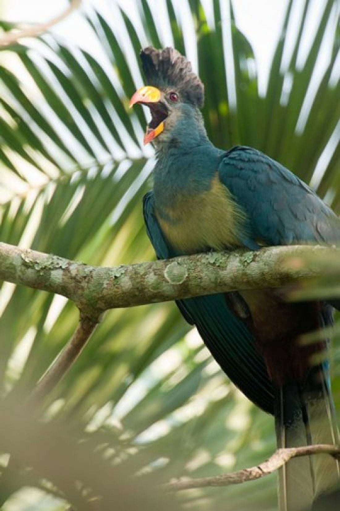 Close-up of a Great Blue turaco (Corythaeola cristata) calling Kibale National Park Uganda Canvas Art - Panoramic Images (24 x 36)
