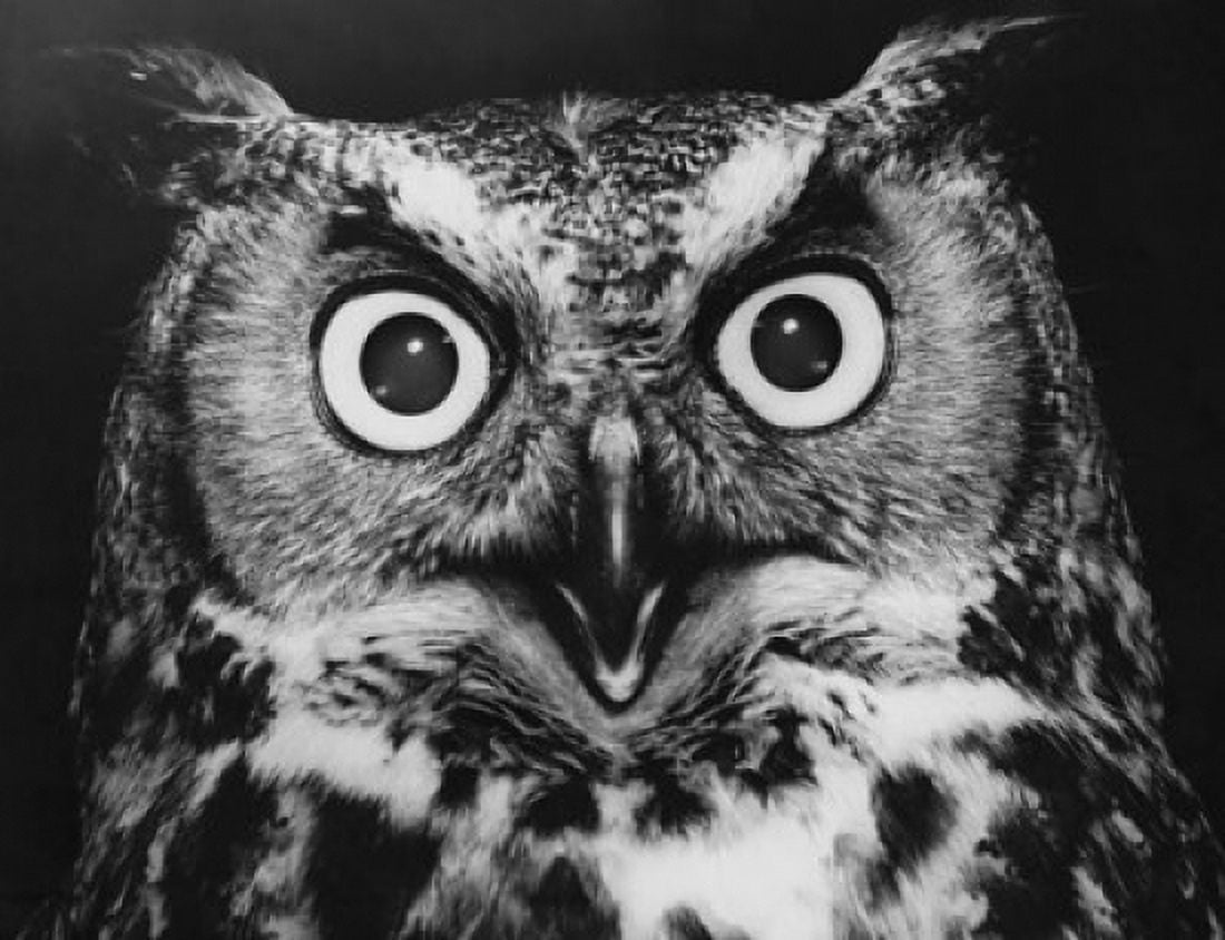 Close-up of a Great Horned Owl (Bubo virginianus) Canvas Art - (18 x 24)