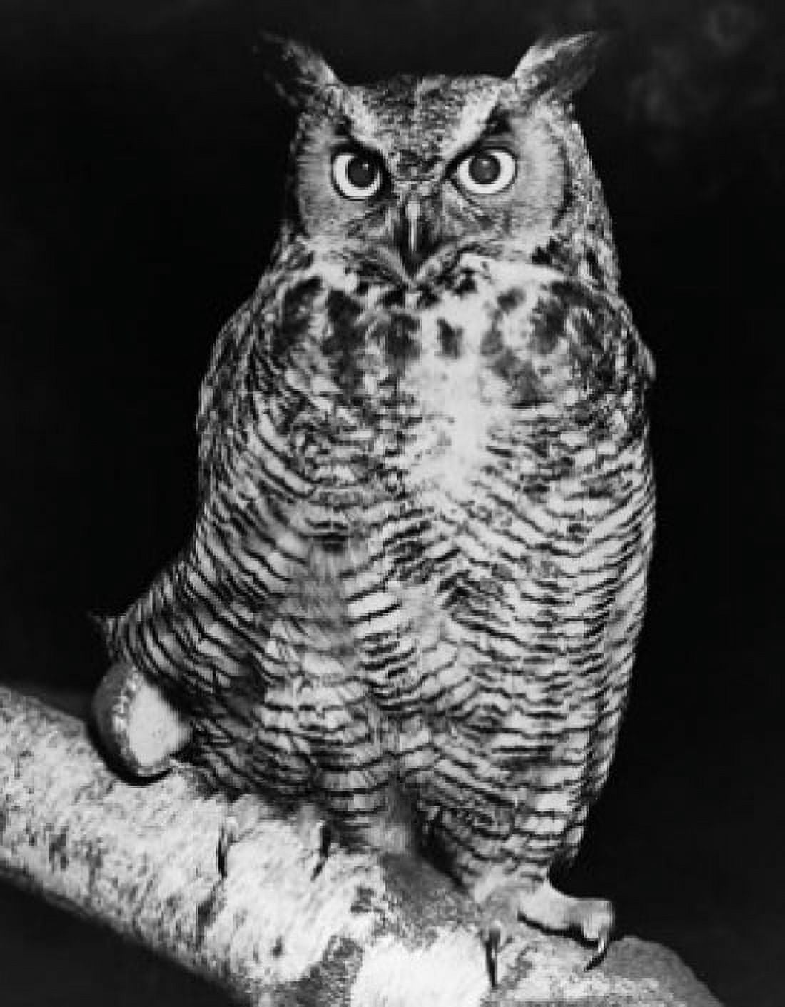Close-up of a Great Horned Owl perching on a branch (Bubo virginianus) Canvas Art - (18 x 24)