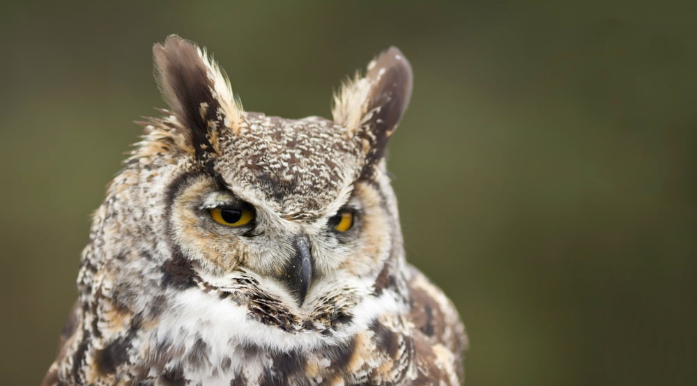 Close-up of a Great Horned owl (Bubo virginianus) Canvas Art - Panoramic Images (27 x 9)