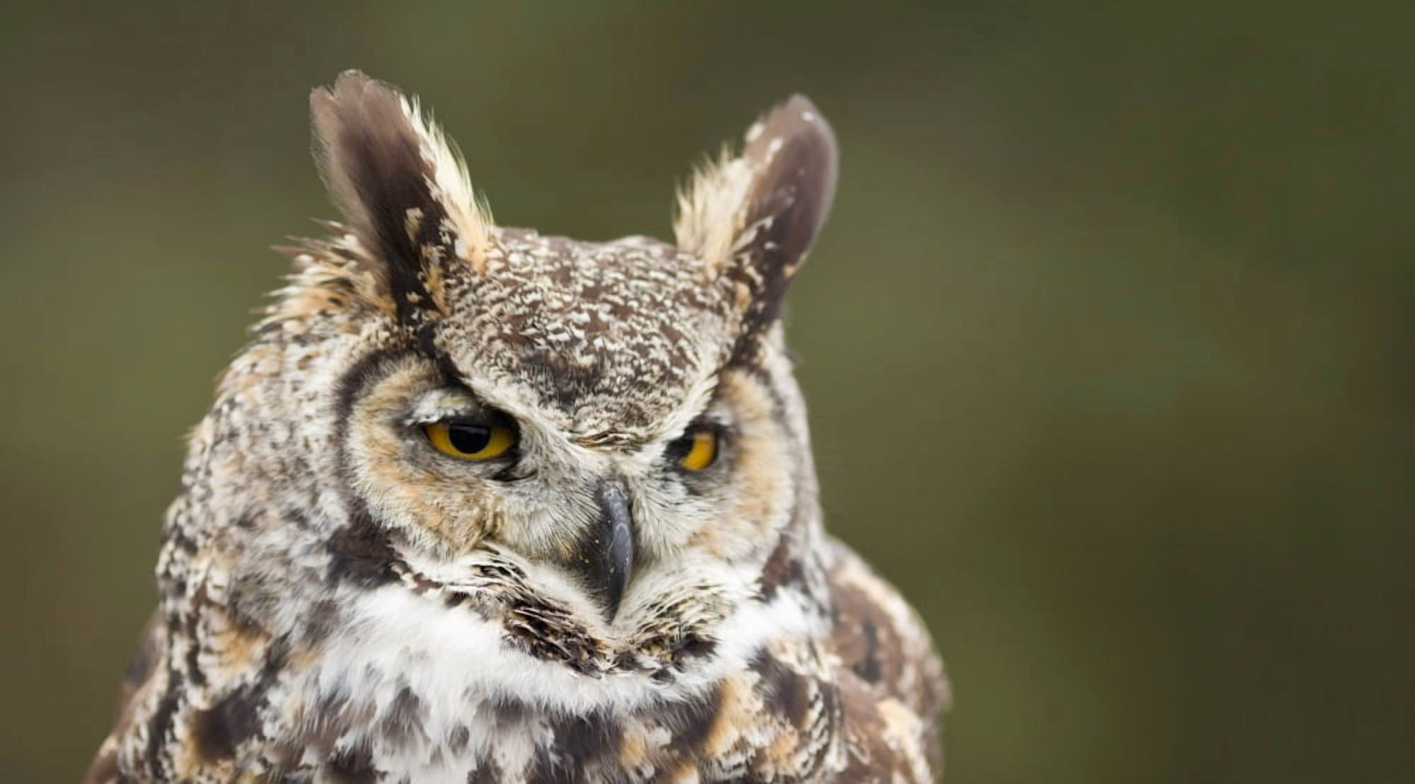 Close-up of a Great Horned owl (Bubo virginianus) Canvas Art - Panoramic Images (36 x 12)