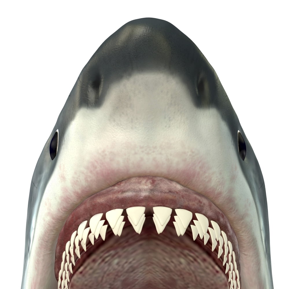 Close-up of a Great White Shark Canvas Art - Corey FordStocktrek Images (29 x 29)