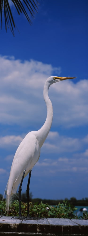 Close-up of a Great egret (Ardea alba) perching Gulf Of Mexico Florida USA Canvas Art - Panoramic Images (36 x 12)