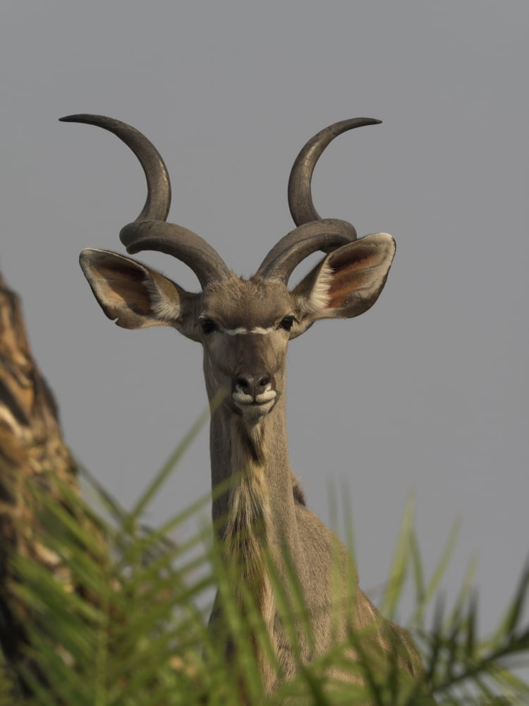 Close-up of a Greater Kudu (Tragelaphus strepsiceros) Linyanti Concession Ngamiland Botswana Canvas Art - Panoramic Images (12 x 16)