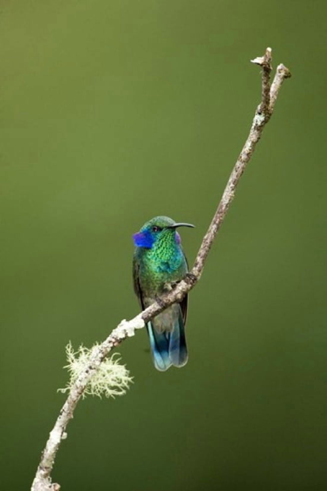Close-up of a Green Violetear hummingbird (Colibri thalassinus) Savegre Costa Rica Canvas Art - Panoramic Images (16 x 24)