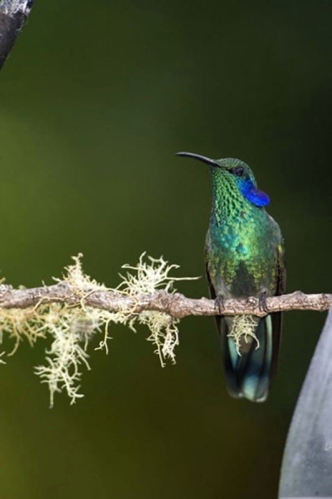 Close-up of a Green Violetear hummingbird (Colibri thalassinus) perching on branch Savegre Costa Rica Canvas Art - Panoramic Images (16 x 24)
