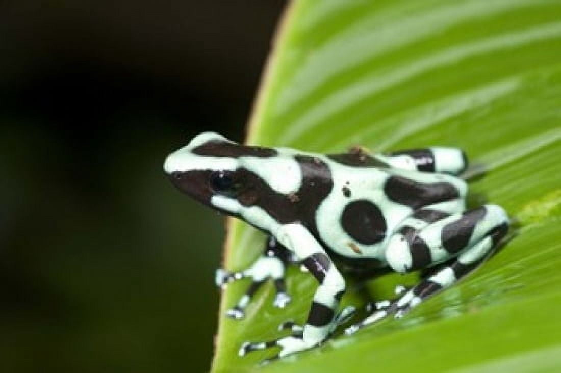 Close-up of a Green and Black Poison Dart frog (Dendrobates auratus) on a leaf Costa Rica Canvas Art - Panoramic Images (16 x 11)