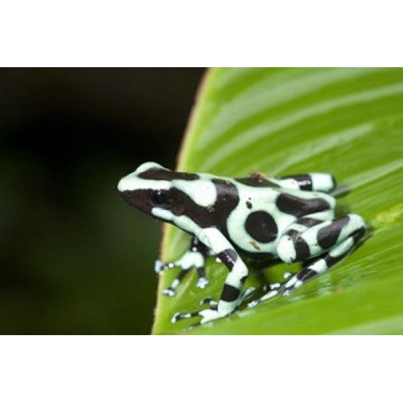 Close-up of Green and Black Poison Dart Frog on Leaf - Costa Rica Poster Print by Panoramic Images