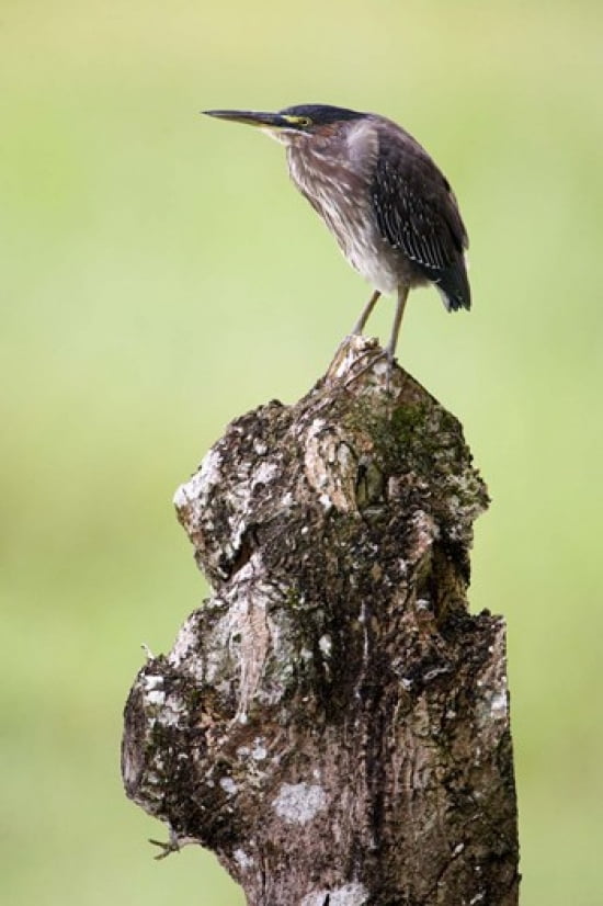 Close-up of a Green heron (Butorides virescens) Cano Negro Costa Rica Canvas Art - Panoramic Images (16 x 24)