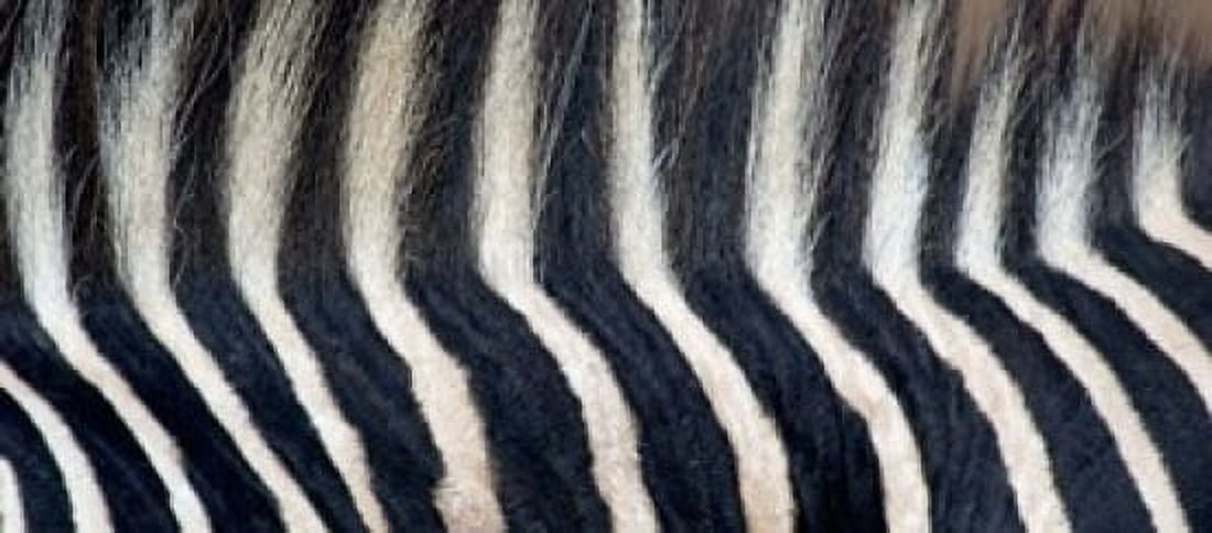 Close-up of a Greveys zebra stripes and mane Canvas Art - Panoramic Images (15 x 7)