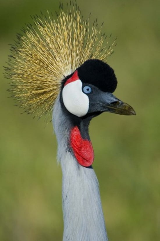 Close-up of a Grey Crowned crane Ngorongoro Conservation Area Arusha Region Tanzania (Balearica regulorum) Canvas Art - Panoramic Images (16 x 24)