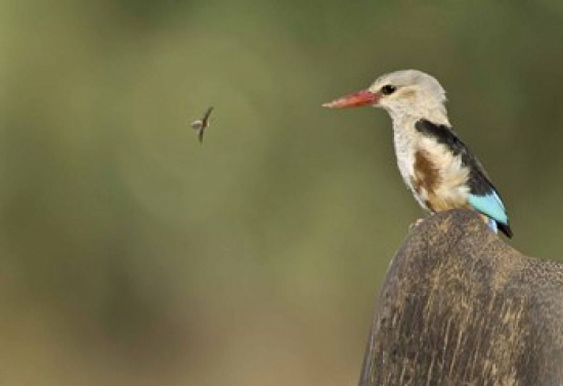 Close-up of a Grey-Headed kingfisher (Halcyon leucocephala) and a bee Kenya Canvas Art - Panoramic Images (16 x 11)