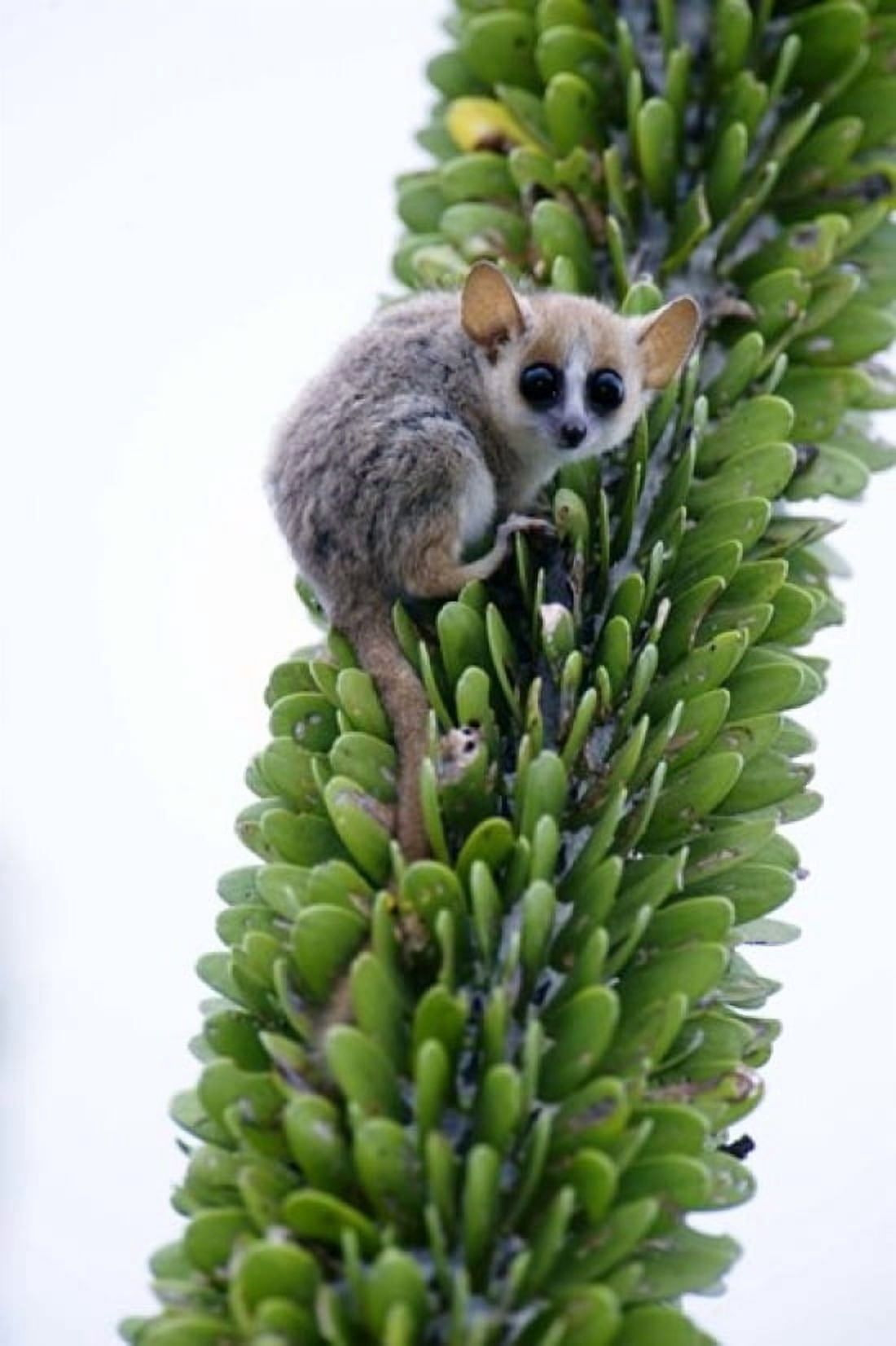Close-up of a Grey Mouse lemur (Microcebus murinus) on a tree Berenty Madagascar Canvas Art - Panoramic Images (16 x 24)