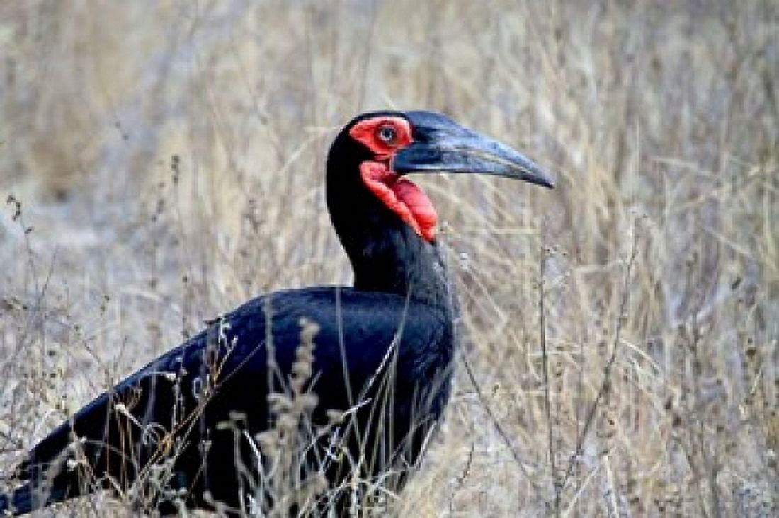 Close-up of a Ground Hornbill Kruger National Park South Africa Canvas Art - Miva Stock  DanitaDelimont (32 x 22)