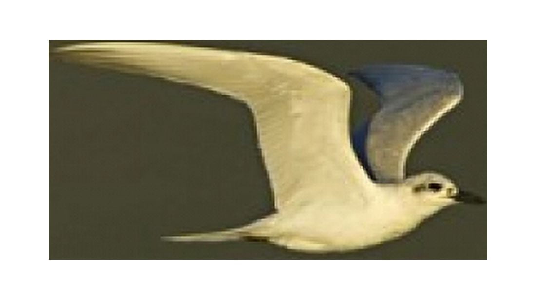 Close-up of a Gull-billed tern Ngorongoro Crater Arusha Region Tanzania (Sterna nilotica) Canvas Art - Panoramic Images (16 x 9)