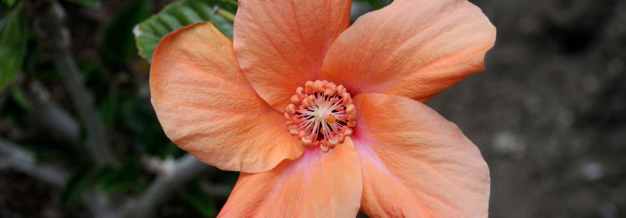 Close-up of a Hibiscus flower Pinole California USA Canvas Art - Panoramic Images (12 x 36)