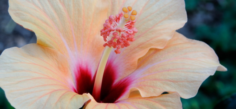Close-up of a Hibiscus flower Pinole California USA Canvas Art - Panoramic Images (27 x 9)