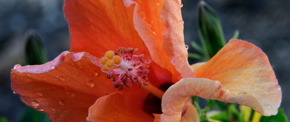 Close-up of a Hibiscus flower Pinole California USA Canvas Art - Panoramic Images (36 x 12)