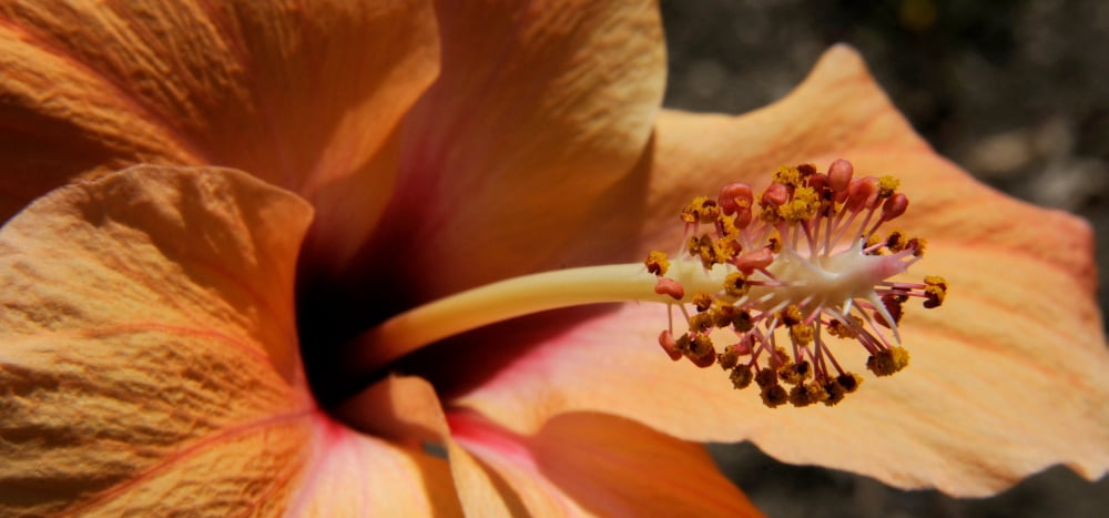 Close-up of a Hibiscus flower Pinole California USA Canvas Art - Panoramic Images (36 x 12)