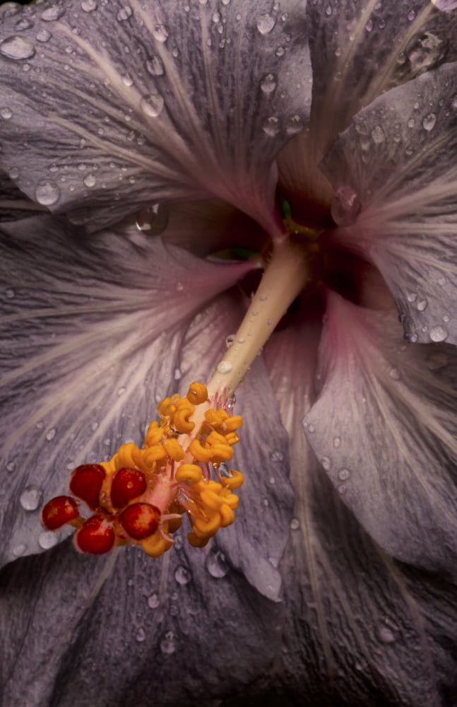 Close up of a Hibiscus flower with water droplets Hawaii United States of America Canvas Art - Scott Mead Design Pics (24 x 38)