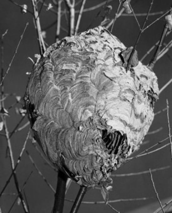 Close-up of a Hornets nest on a bare tree Canvas Art - (18 x 24)