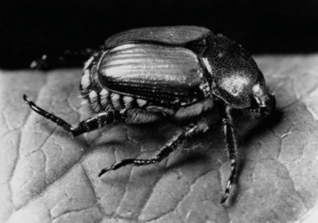 Close-up of a Japanese Beetle (Popillia japonica) Canvas Art - (18 x 24)