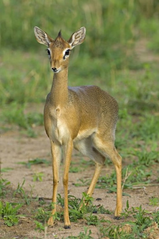 Close-up of a Kirks dik-dik Tarangire National Park Arusha Region Tanzania (Madoqua kirkii) Canvas Art - Panoramic Images (16 x 24)