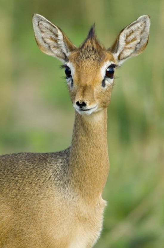 Close-up of a Kirks dik-dik Tarangire National Park Arusha Region Tanzania (Madoqua kirkii) Canvas Art - Panoramic Images (16 x 24)