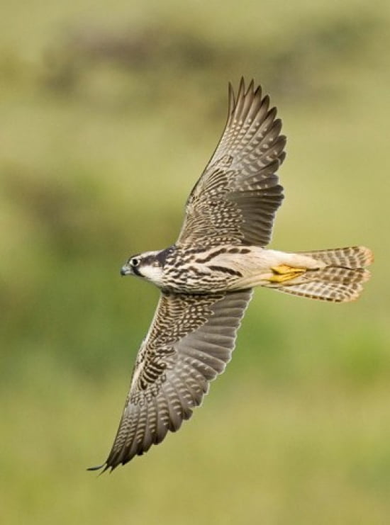Close-up of a Lanner falcon flying Lake Manyara Arusha Region Tanzania (Falco biarmicus) Canvas Art - Panoramic Images (18 x 24)