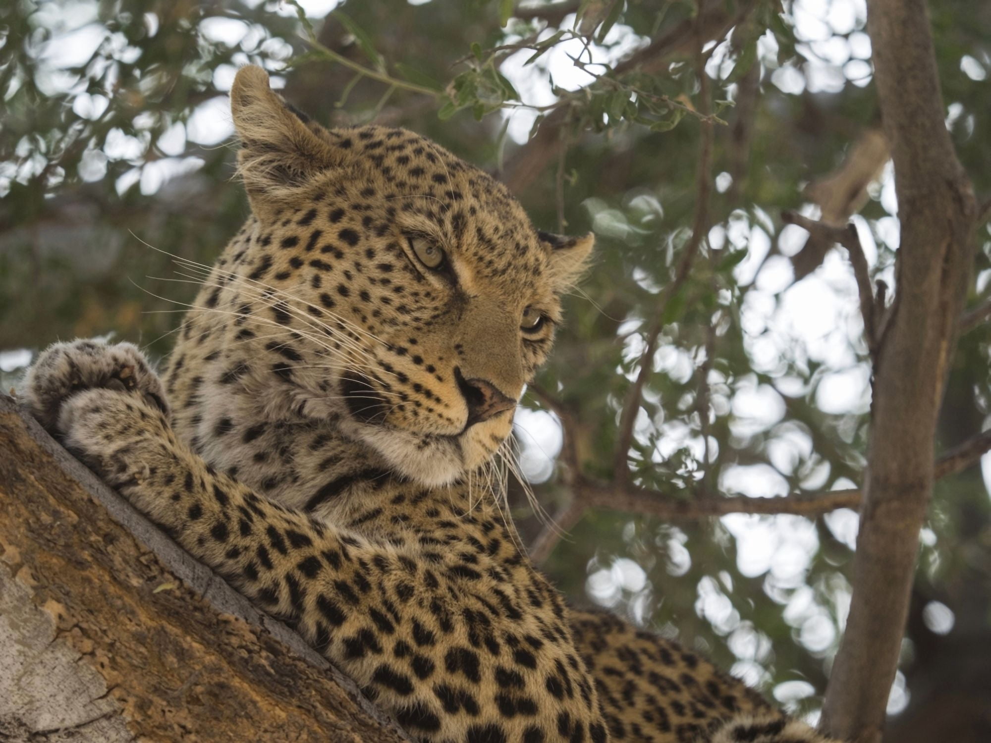 Close-up of a Leopard (Panthera pardus) on a tree Linyanti Concession Ngamiland Botswana Canvas Art - Panoramic Images (12 x 16)