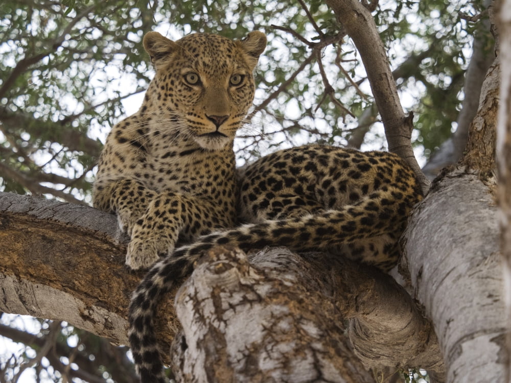 Close-up of a Leopard (Panthera pardus) on a tree Linyanti Concession Ngamiland Botswana Canvas Art - Panoramic Images (12 x 16)