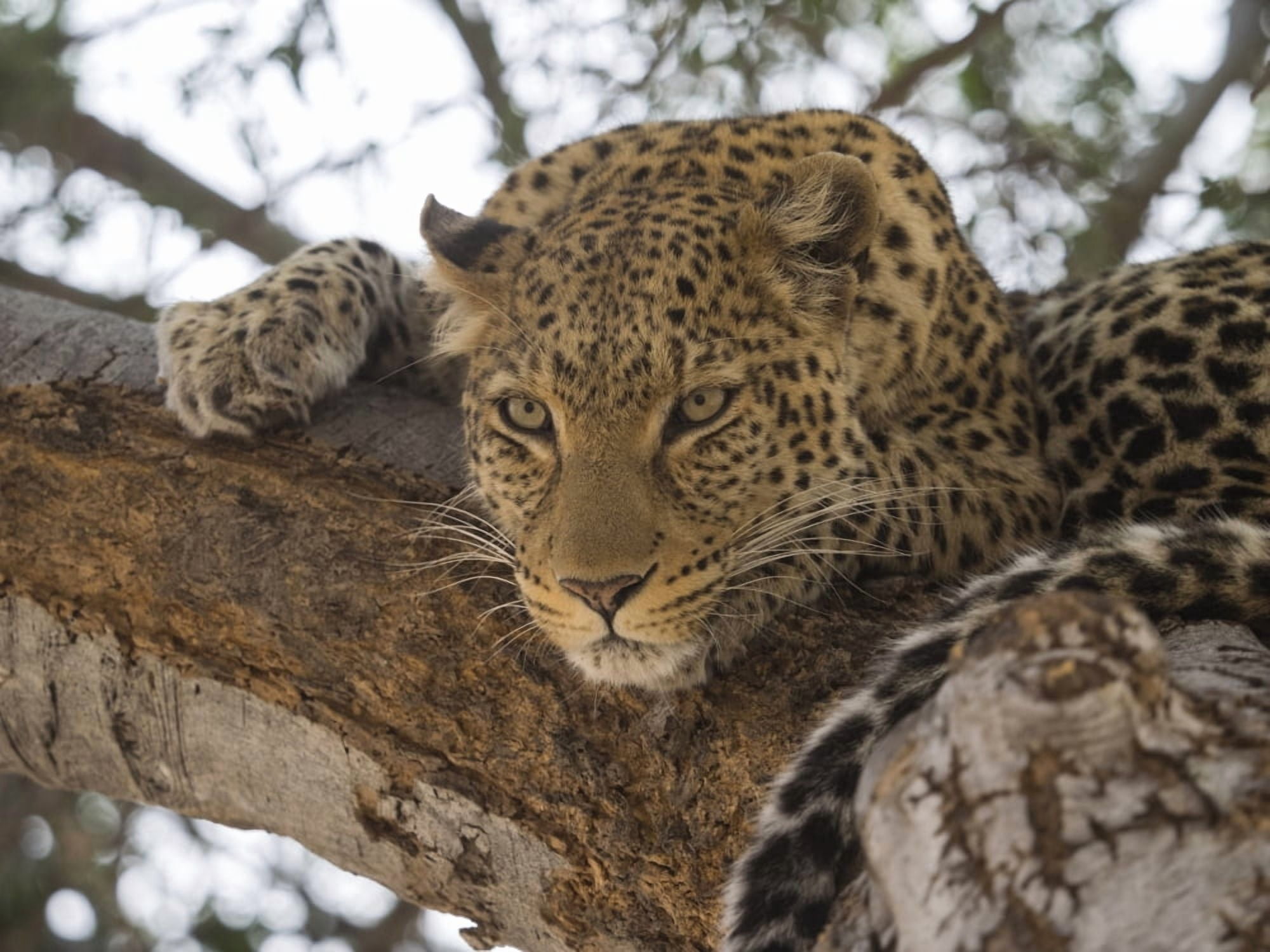 Close-up of a Leopard (Panthera pardus) on a tree Linyanti Concession Ngamiland Botswana Canvas Art - Panoramic Images (12 x 16)