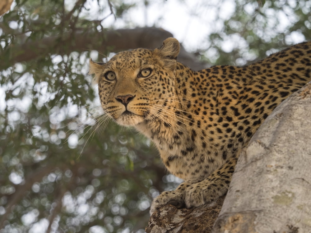 Close-up of a Leopard (Panthera pardus) on a tree Linyanti Concession Ngamiland Botswana Canvas Art - Panoramic Images (12 x 16)