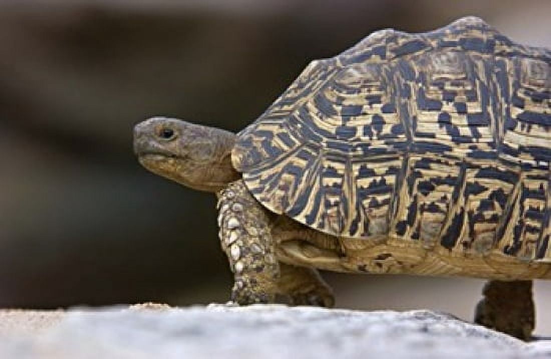 Close-up of a Leopard tortoise Tarangire National Park Arusha Region Tanzania (Geochelone pardalis) Canvas Art - Panoramic Images (16 x 11)