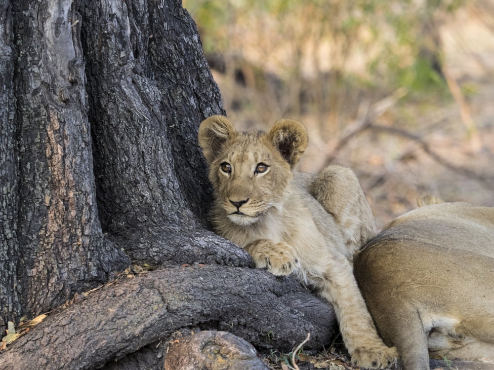 Close-up of a Lion (Panthera leo) cub in a forest Linyanti Concession Ngamiland Botswana Canvas Art - Panoramic Images (12 x 16)
