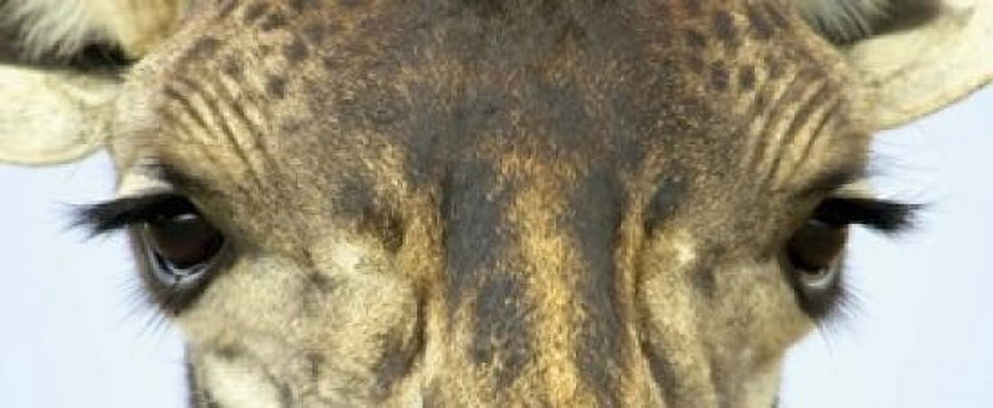 Close-up of a Maasai giraffes eyes Canvas Art - Panoramic Images (15 x 6)