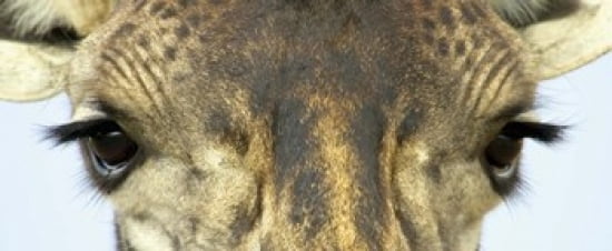 Close-up of a Maasai giraffes eyes Canvas Art - Panoramic Images (30 x 13)