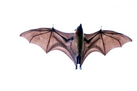Close-up of a Madagascan Flying fox (Pteropus rufus) bat Berenty Madagascar Canvas Art - Panoramic Images (24 x 16)
