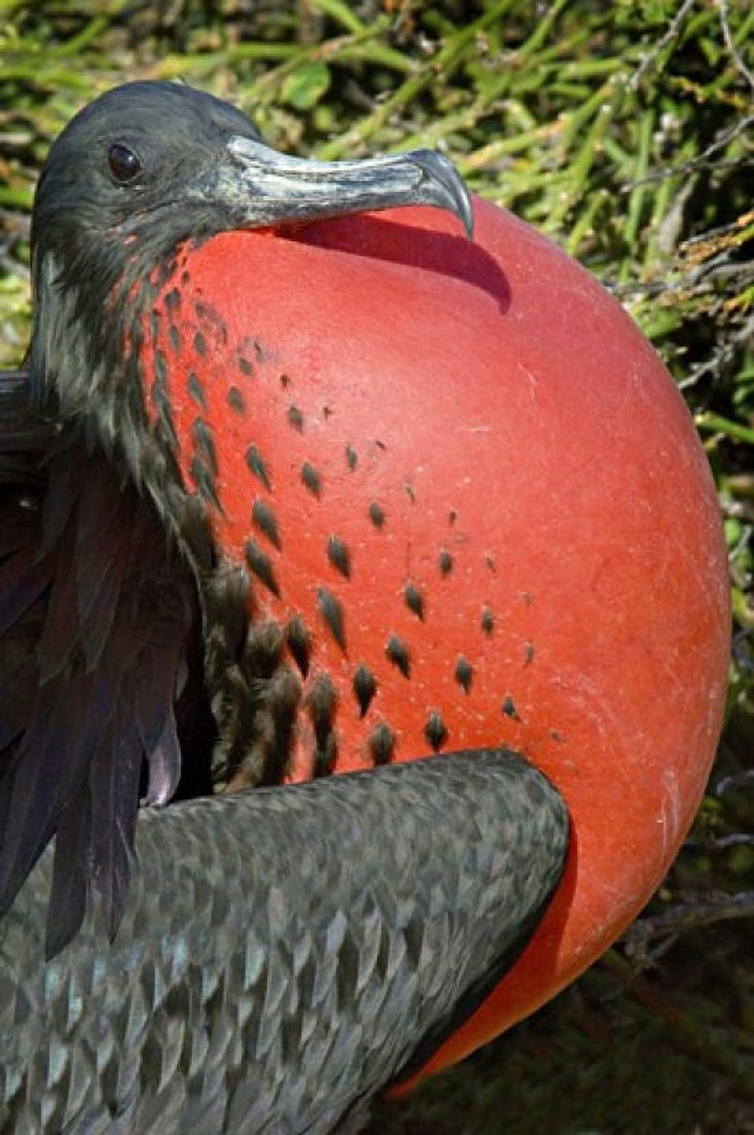 Close-up of a Magnificent Frigatebird (Fregata magnificens) Galapagos Islands Ecuador Canvas Art - Panoramic Images (11 x 16)
