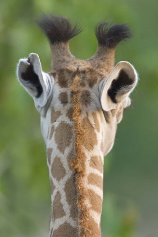 Close-up of a Masai giraffe Lake Manyara Arusha Region Tanzania (Giraffa camelopardalis tippelskirchi) Canvas Art - Panoramic Images (16 x 24)