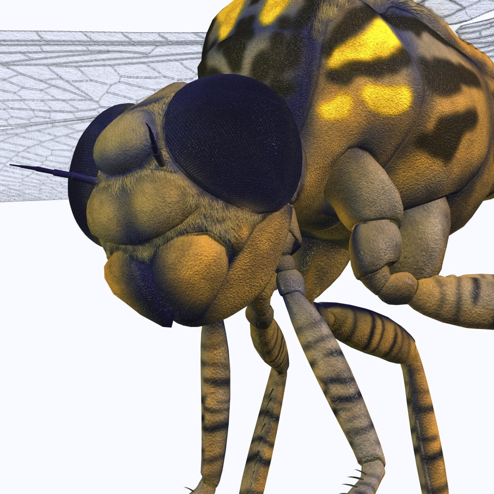 Close-up of a Meganeura insect from the Carboniferous Period Canvas Art - Corey FordStocktrek Images (28 x 28)