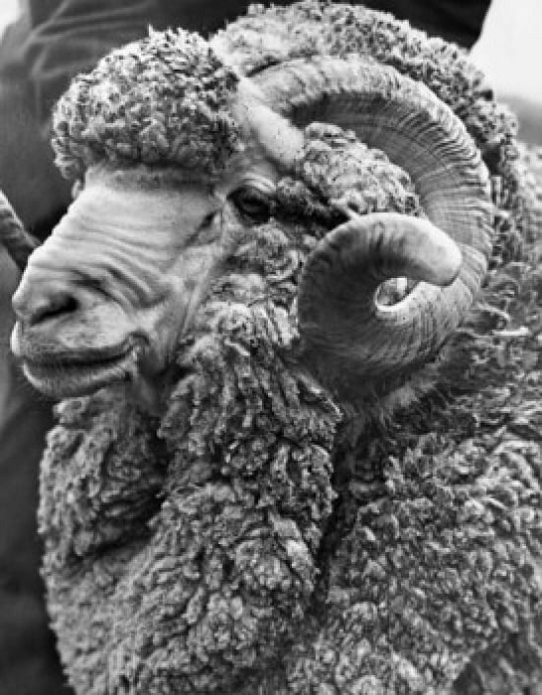 Close-up of a Merino Ram Canvas Art - (18 x 24)