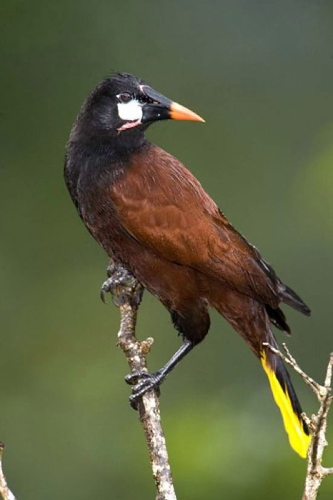 Close-up of a Montezuma oropendola (Psarocolius montezuma) perching on a branch Arenal Volcano Costa Rica Canvas Art - Panoramic Images (16 x 24)