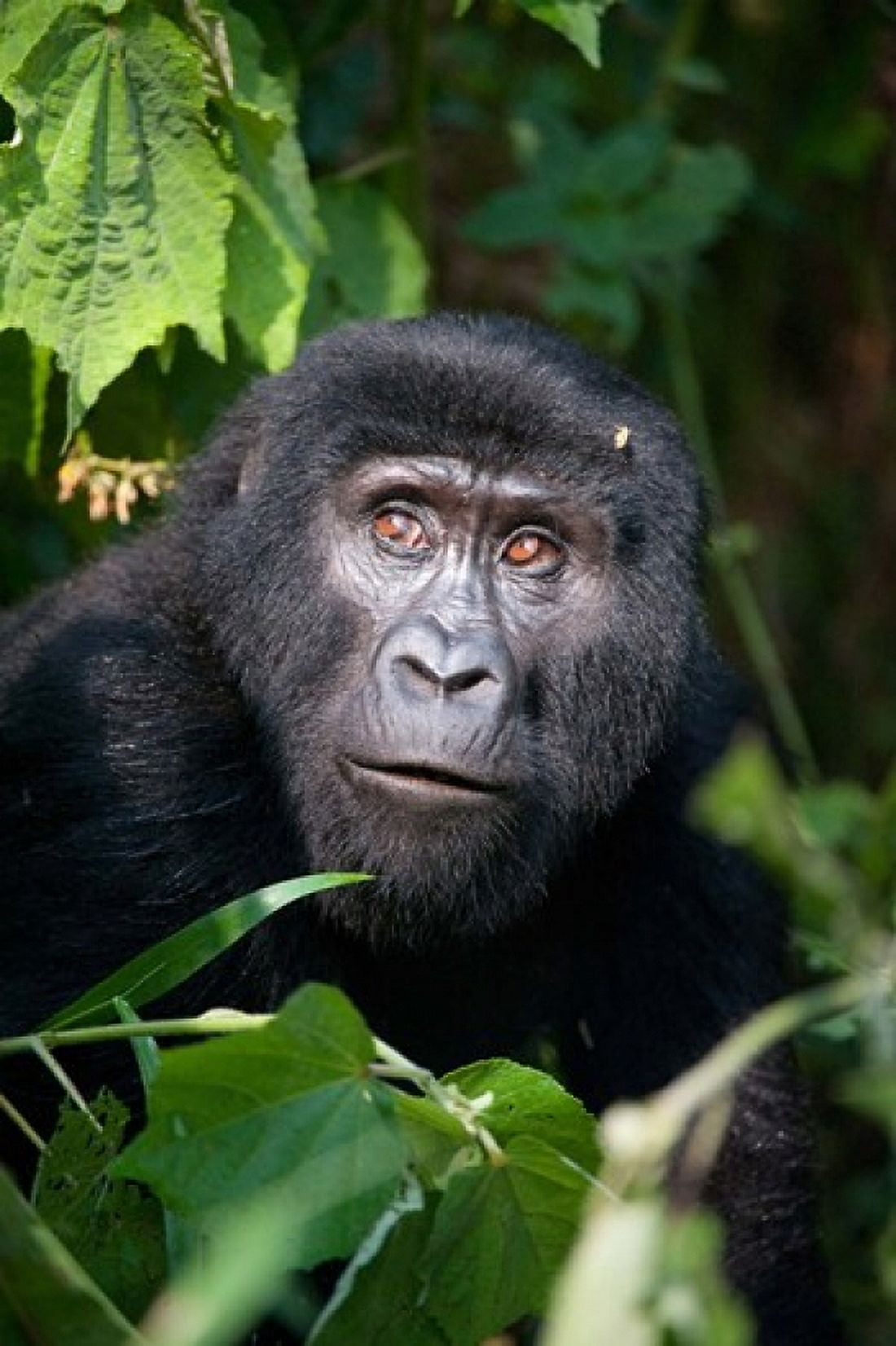Close-up of a Mountain gorilla (Gorilla beringei beringei) Bwindi Impenetrable National Park Uganda Canvas Art - Panoramic Images (24 x 36)