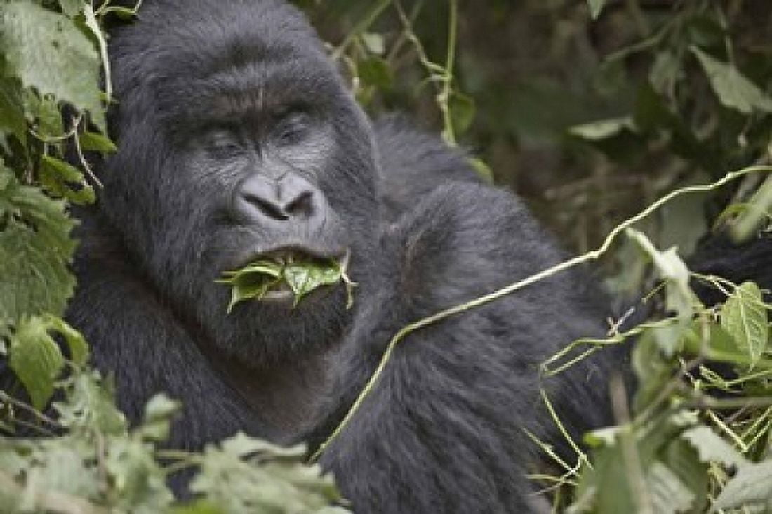Close-up of a Mountain gorilla (Gorilla beringei beringei) eating leaf Rwanda Canvas Art - Panoramic Images (16 x 11)