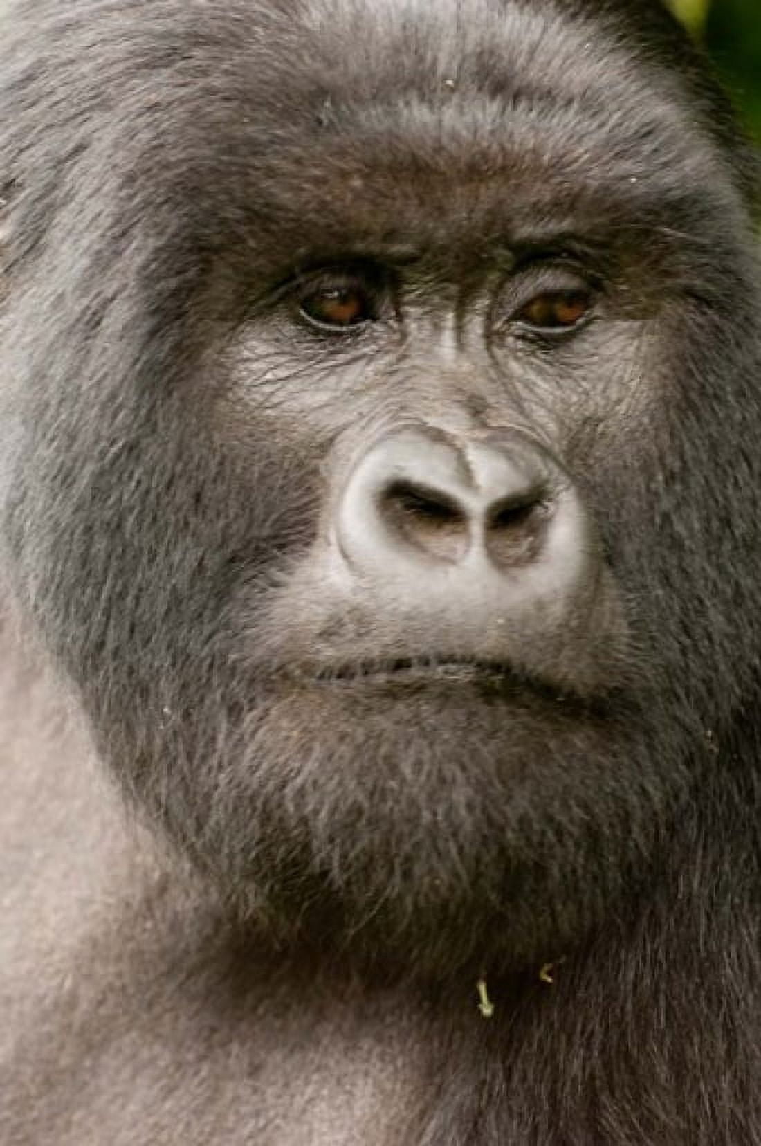 Close up of a Mountain gorilla volcanoes national park Rwanda Canvas Art - Daniel Schreiber DanitaDelimont (23 x 34)