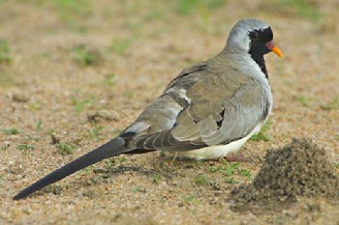 Close-up of a Namaqua dove Tarangire National Park Arusha Region Tanzania (Oena capensis) Canvas Art - Panoramic Images (16 x 11)